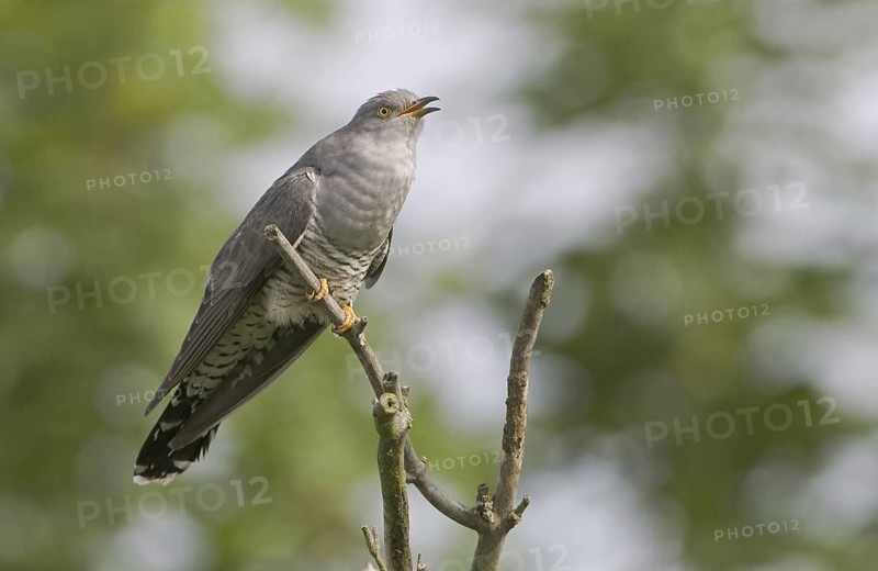Common Cuckoo (Cuculus canorus) male, Brandenburg, Germany