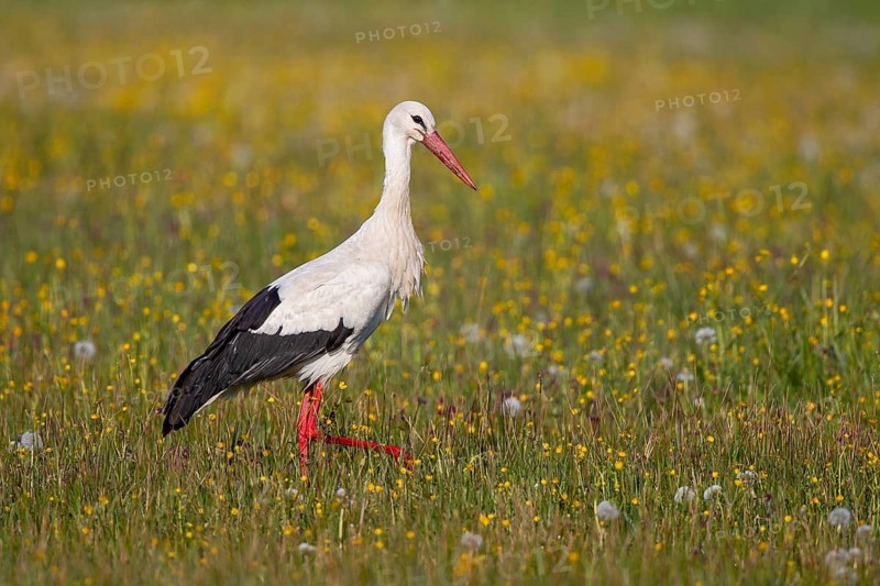 White stork (Ciconia ciconia), close-up, adult bird walking in a wetland through a colourful flowering meadow in search of food in the sun in spring, Baden-Württemberg, Germany