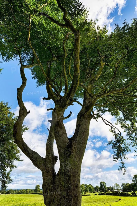 Backlit treetop, famous beech avenue, The Dark Hedges, Ballymoney, County Antrim, Northern Ireland, Great Britain