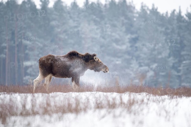 Eurasian elk (Alces alces alces), cow elk shaking the snow off its body in a snow-covered forest clearing, Podlaskie Voivodeship, Poland