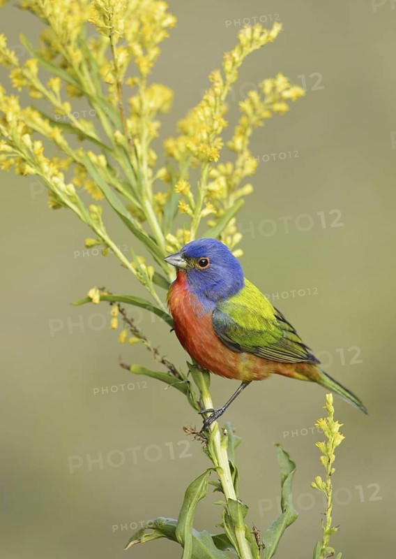 Painted Bunting (Passerina ciris) male, Texas, USA