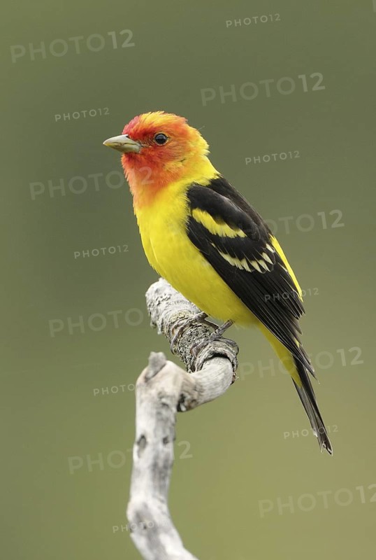 Western Tanager (Piranga ludoviciana) male, British Columbia, Canada