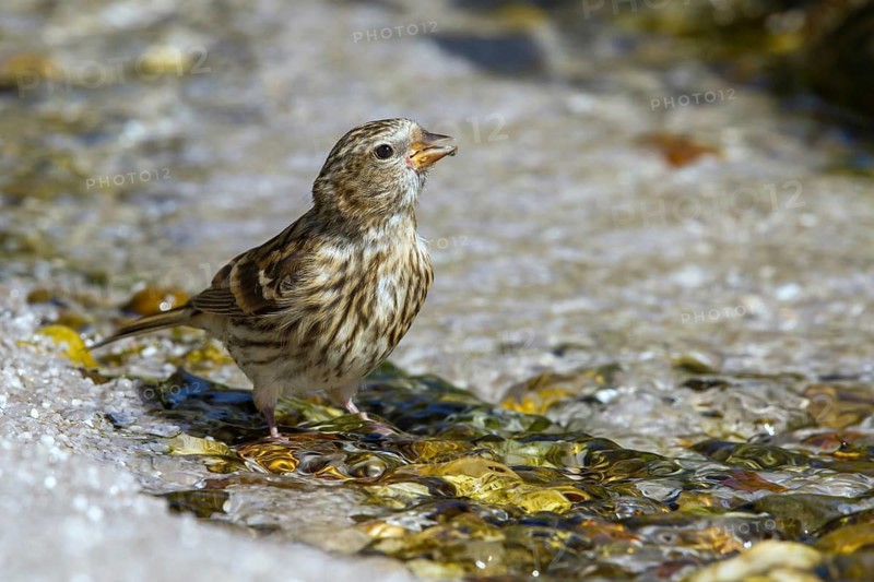 Birkenzeisig - Jungvogel trinkt