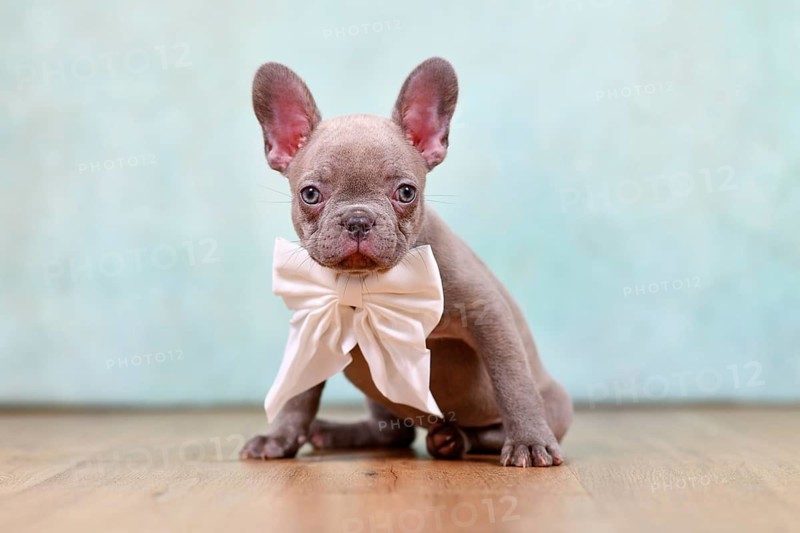 Cute lilac French Bulldog puppy with ribbon in front of studio background