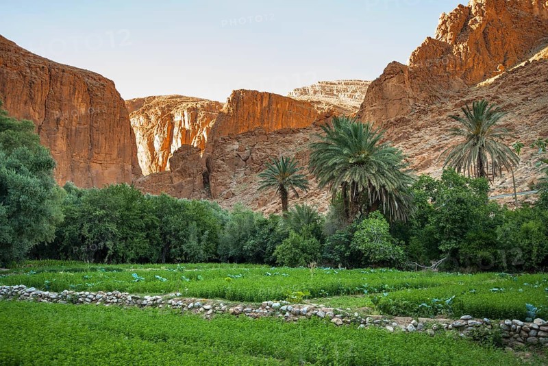 Oasis, Todra Gorge, Tinghir, Drâa-Tafilalet Region, Atlas Mountains, Morocco