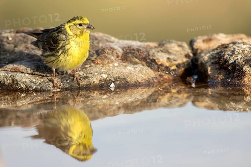 European Serin (Serinus serinus) male, Castile and Leon, Spain