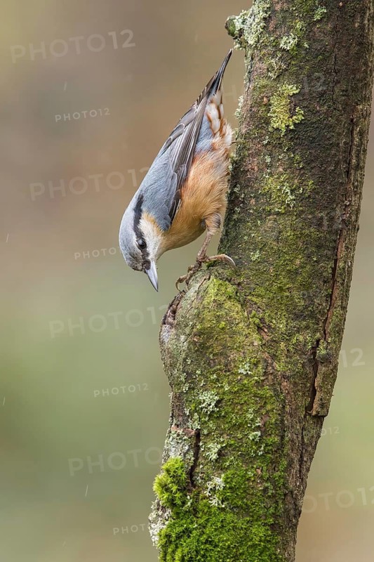 Eurasian Nuthatch (Sitta europaea) perched on a tree trunk, Poland