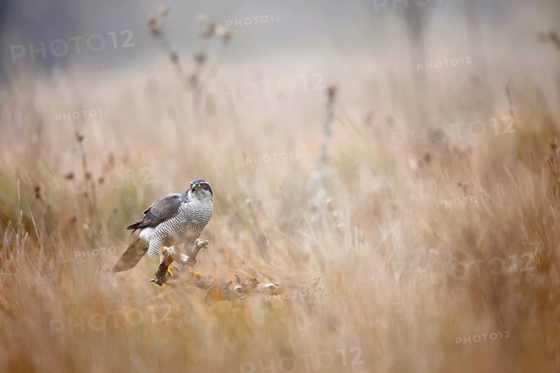 A female goshawk in mid-hunt captures a foggy day's ethereal beauty in a meadow near Guadalajara