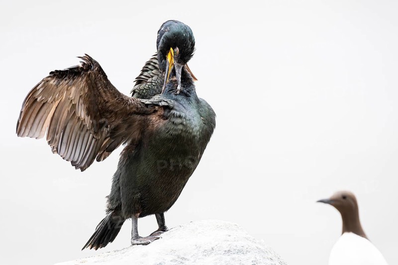 Cormorant (Gulosus aristotelis) grooming, guillemot (Uria aalge) watching, Hornøya Island, Vardø, Varanger, Finnmark, Norway