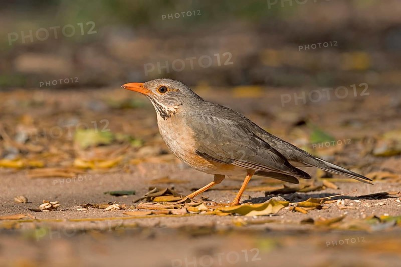 Kurrichane Thrush (Turdus libonyana), South Africa
