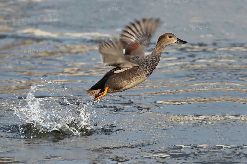 Gadwall (Mareca strepera) male taking flight, Mecklenburg-Western Pomerania, Germany