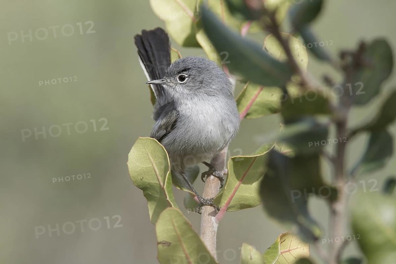 California Gnatcatcher (Polioptila californica) male, California, USA