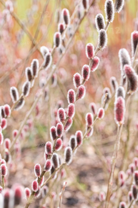 Red pussy willow (Salix gracilistyla 'Mt. Aso'), RHS Garden Wisley, Great Britain