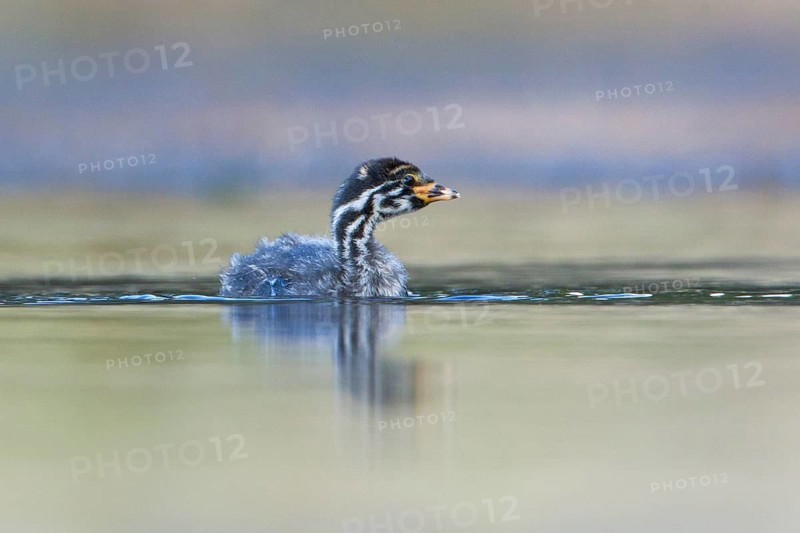Australasian Grebe (Tachybaptus novaehollandiae) chick, Victoria, Australia