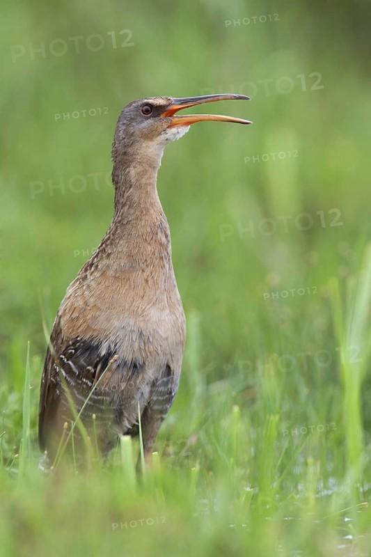 King Rail (Rallus elegans) calling, Texas, USA