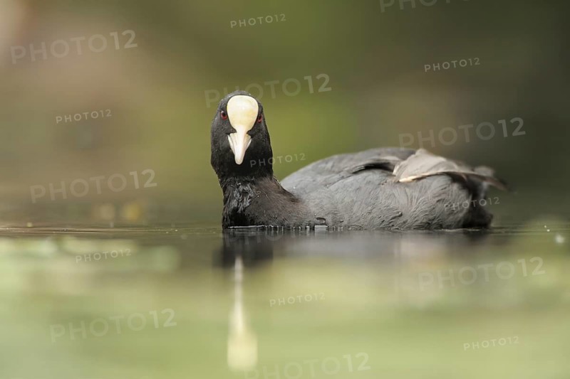Eurasian Coot (Fulica atra), North, Rhine-Westphalia, Germany