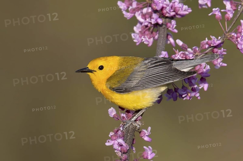 Prothonotary Warbler (Protonotaria citrea), Ohio, USA