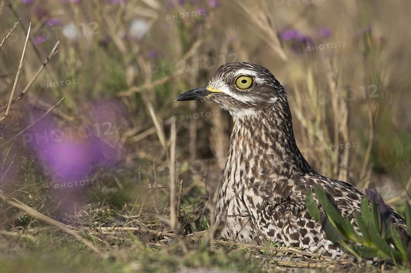 Kaptriel (Burhinus capensis), South Africa