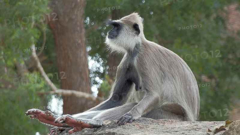Monkey, Hanuman Langur (Semnopithecus priam) sitting attentively on a rock in front of a green background, Sri Lanka