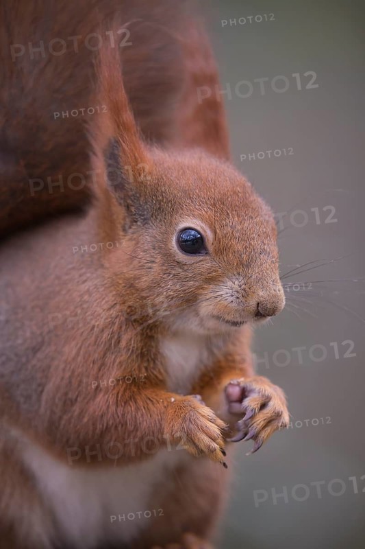 One Red squirrel or Eurasian red squirrel (Sciurus vulgaris) feeding on peanut. Trees in the background. Portrait sideview