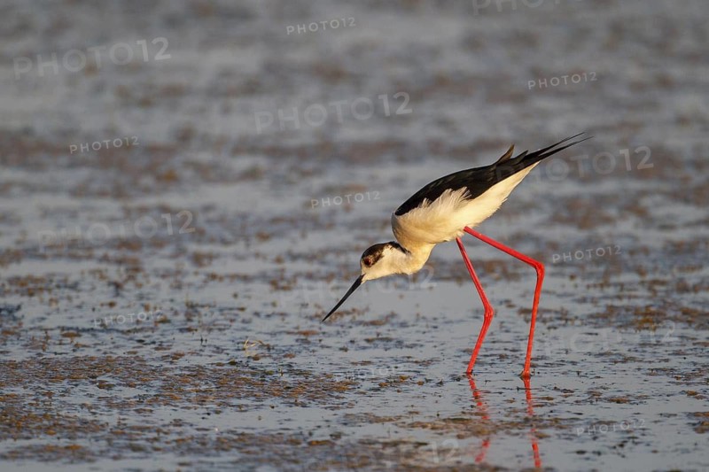 Black-winged Stilt (Himantopus himantopus) foraging, Greece
