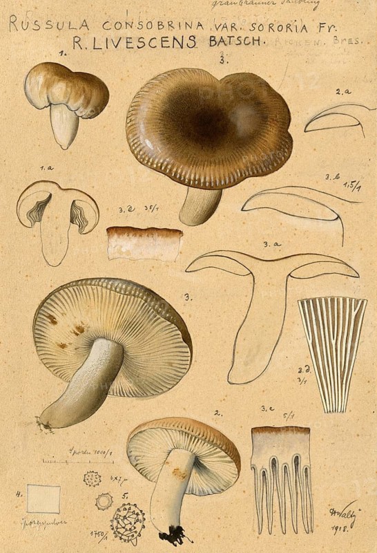 Mushroom, mushroom, sooty grey russula, Russula consobrina, authentic reproduction of an illustration by Hans Walty (1868-1948) from about 1915, historical