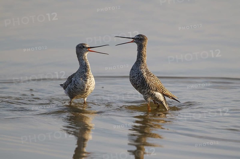 Spotted Redshank (Tringa erythropus) wrangling, Spain