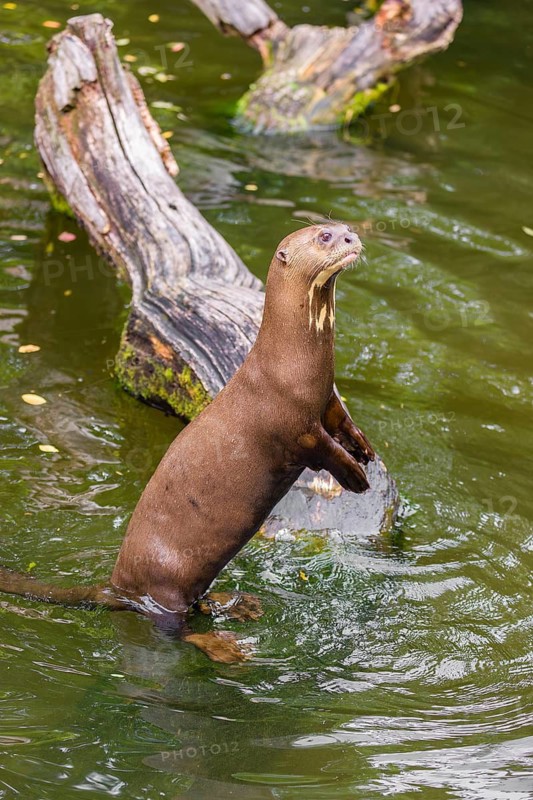 An adult giant otter or giant river otter (Pteronura brasiliensis) stands tall in the shallow water of a small river