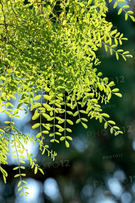 Robinia (Robinia pseudoacacia 'Myrtifolia'), Wageningen Botanic Garden, Netherlands