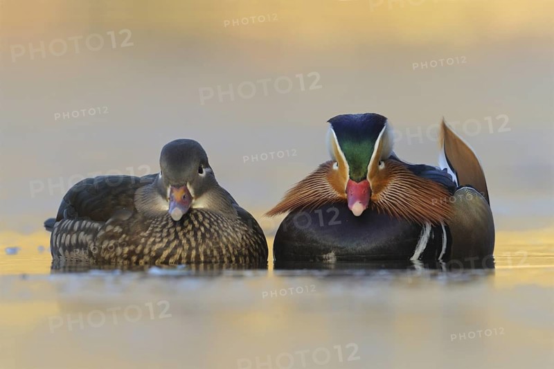 Mandarin Duck (Aix galericulata), North Rhine-Westphalia, Germany