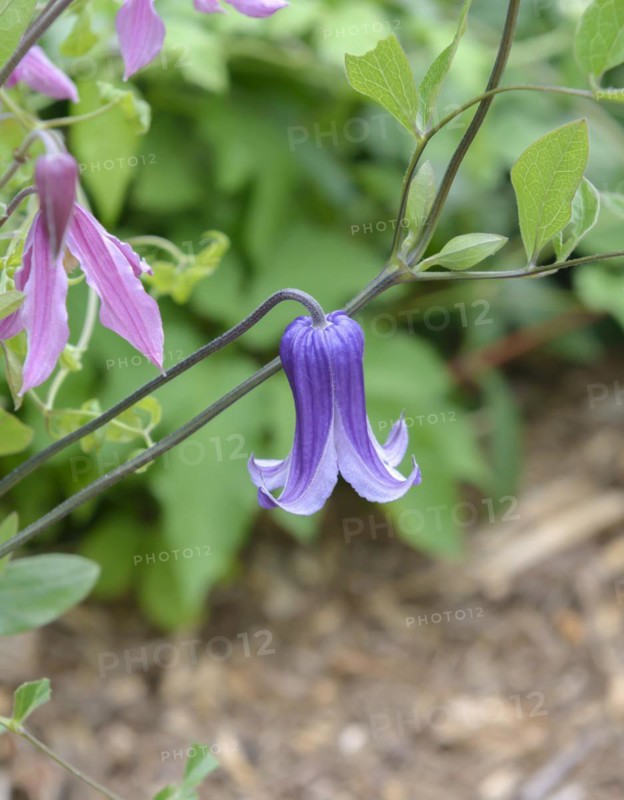 Clematis 'Rooguchi', Clematis integrifolia 'Rosea', Sachs Nursery, Radebeul, Saxony, Germany