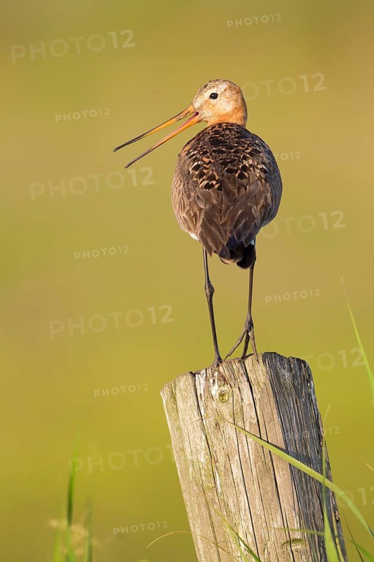 Black-tailed Godwit (Limosa limosa) male calling, Texel, Netherlands