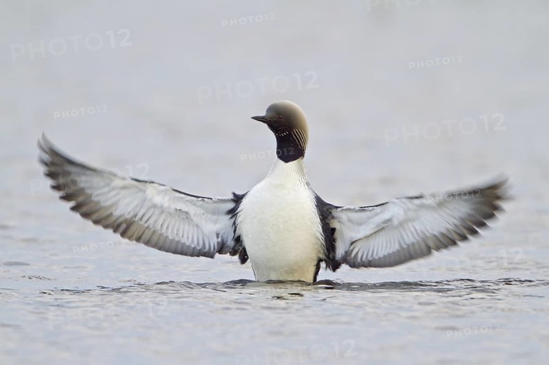 Pacific Loon (Gavia pacifica), Manitoba, Canada