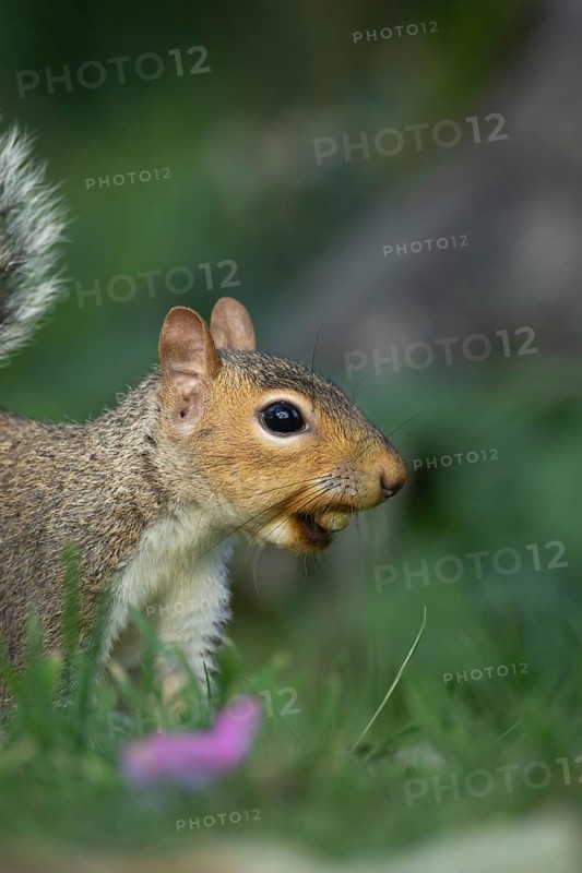 Grey squirrel (Sciurus carolinensis) adult animal with a Hazel tree nut in its mouth in the autumn, England, United Kingdom