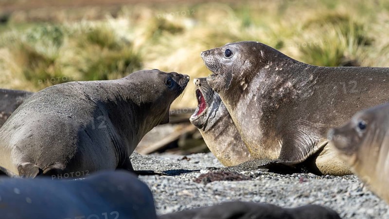 Southern elephant seal (Mirounga leonina), making a threatening gesture with open mouth on a pebble beach, tussock grass in the background, Ocean Harbour, South Georgia