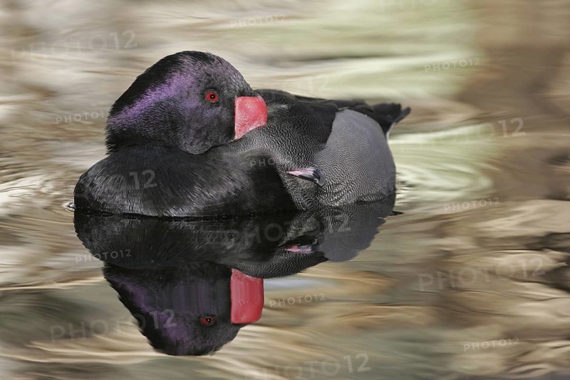 Rosy-billed Pochard (Netta peposaca) male, Arizona, USA