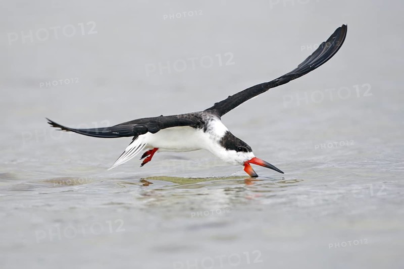 Black Skimmer (Rynchops niger), Florida, USA