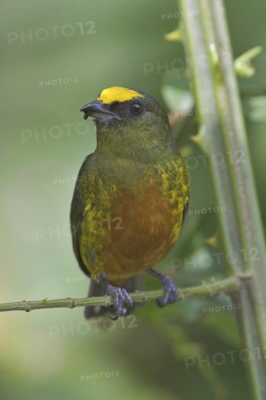 Olive-backed Euphonia (Euphonia gouldi) male, Costa Rica