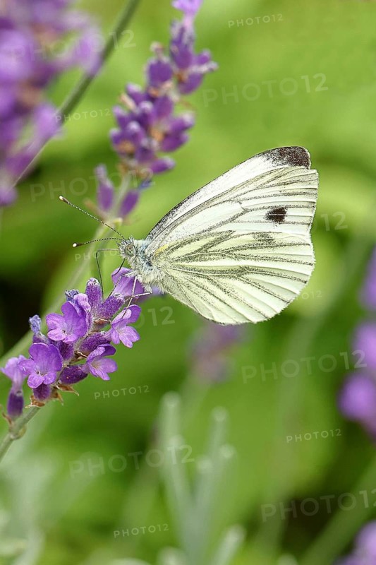 A Cabbage butterfly (Pieris brassicae) sucking nectar on the flower of true lavender (Lavandula angustifolia), in a natural environment in the wild, nice bokeh in the background, wildlife, insects, butterflies, butterflies, Wilnsdorf, North Rhine-Westphalia, Germany