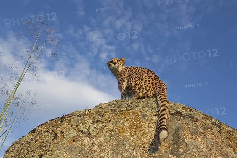 Cheetah (Acinonyx jubatus) female sitting on a rock, Castile-La Mancha, Spain