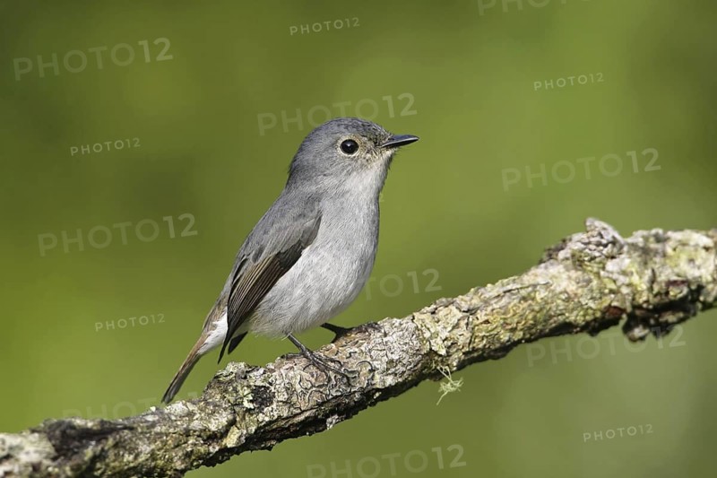 Little Pied Flycatcher (Ficedula westermanni) female, Malaysia