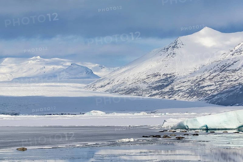 Grey seal, (Halichoerus grypus), glacier lagoon, glacial lake, glacial ice, water, snow, winter, Jökulsárlón, Breiðamerkurjökull, Vatnajökull, Iceland, Scandinavia