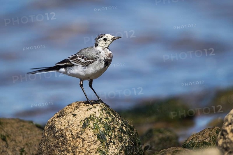 White Wagtail (Motacilla alba) juvenile, Mecklenburg-Western Pomerania, Germany