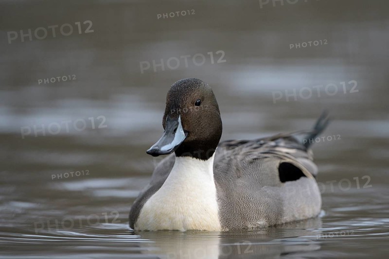 Spiessente (Anas acuta), Pintail, Maennchen, Erpel, Februar, Oberhausen, Ruhrgebiet, Nordrhein-Westfalen, Deutschland