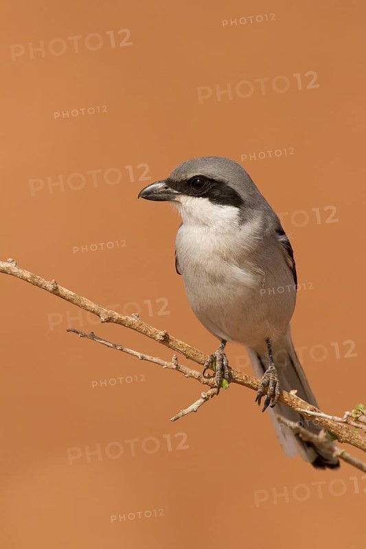 Southern Grey Shrike (Lanius meridionalis), Morocco