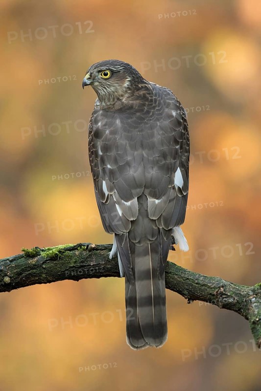 Eurasian Sparrowhawk (Accipiter nisus) young male, Utrecht, Netherlands