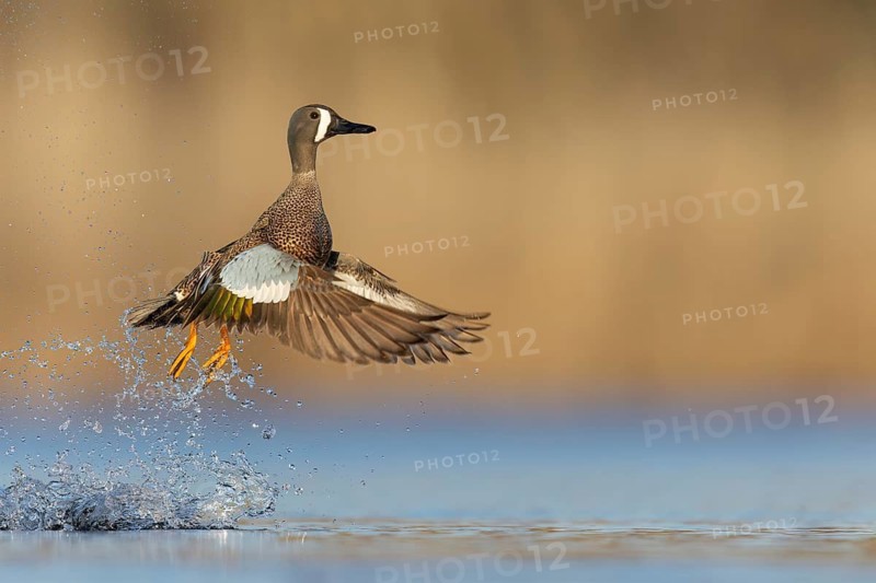 Blue-winged Teal (Anas discors) flying above pond in Manitoba, Canada