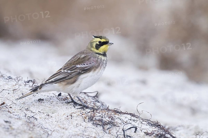 Horned Lark - Ohrenlerche - Eremophila alpestris flava, Germany