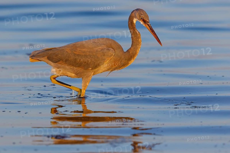 Heron, (Egretta gularis), heron, animals, birds, biotope, habitat, foraging Salalah, Raysut, Dhofar, Oman
