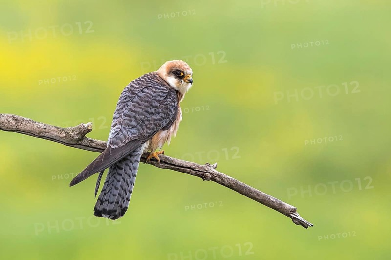 Red-footed Falcon (Falco vespertinus) female perched on a branch, Subotica, Serbia